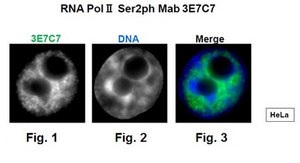抗磷酸化RNA Pol II（Ser2），克隆3E7C7抗体 clone 3E7C7, from rat
