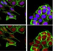 Anti-Sin1 Antibody, clone 1C7.2 clone 1C7.2, from mouse