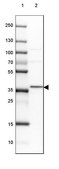 Anti-MLST8 antibody produced in rabbit Prestige Antibodies® Powered by Atlas Antibodies, affinity isolated antibody, buffered aqueous glycerol solution