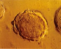 ESGRO® Recombinant Rat LIF Protein ESGRO Leukemia Inhibitory Factor (LIF) supplement for rat ES cell culture. Each vial contains 10^6 units/ml