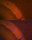 Anti-mGluR2 antibody produced in rabbit