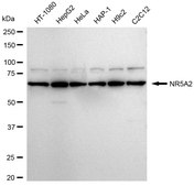 Anti NR5A2 Antibody, clone 24GB390, Rabbit Monoclonal clone 24GB390, recombinant rabbit monoclonal, expressed in HEK293 cells