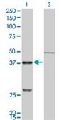 Monoclonal Anti-CTSK antibody produced in mouse clone 2F1, purified immunoglobulin, buffered aqueous solution