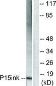 Anti-p15 INK antibody produced in rabbit affinity isolated antibody