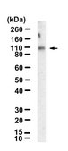 Anti-p-JAK3 (Tyr980/981) Antibody, clone 2D9 ZooMAb® Rabbit Monoclonal recombinant, expressed in HEK 293 cells