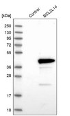 Anti-BCL2L14 antibody produced in rabbit Prestige Antibodies® Powered by Atlas Antibodies, affinity isolated antibody, buffered aqueous glycerol solution