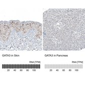 Monoclonal Anti-GATA3 antibody produced in mouse Prestige Antibodies® Powered by Atlas Antibodies, clone CL8660, purified immunoglobulin, buffered aqueous glycerol solution