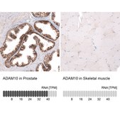 Monoclonal Anti-Adam10 Antibody Produced In Mouse Prestige Antibodies® Powered by Atlas Antibodies, clone CL13814, affinity isolated antibody, buffered aqueous glycerol solution