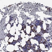 Anti-EPX antibody produced in rabbit Prestige Antibodies® Powered by Atlas Antibodies, affinity isolated antibody, buffered aqueous glycerol solution