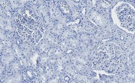 Anti-LAMP-2 Antibody, clone 1F6 ZooMAb® Rabbit Monoclonal recombinant, expressed in HEK 293 cells