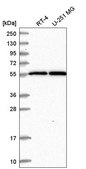 Anti-MSL2 antibody produced in rabbit Prestige Antibodies® Powered by Atlas Antibodies, affinity isolated antibody