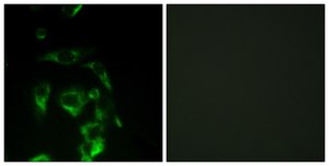 Anti-EIF4G antibody produced in rabbit affinity isolated antibody