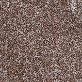 Anti-BRD4 antibody produced in rabbit Prestige Antibodies® Powered by Atlas Antibodies, affinity isolated antibody, buffered aqueous glycerol solution