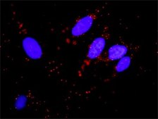 Monoclonal Anti-MDM2 antibody produced in mouse clone 1A7, purified immunoglobulin, buffered aqueous solution