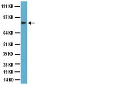Anti-Glutamate Receptor 2 &amp; 3 Antibody Chemicon®, from rabbit