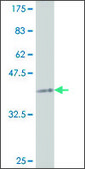 ANTI-SMAD1 antibody produced in mouse clone 3G4, purified immunoglobulin, buffered aqueous solution