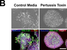 Anti-TRA-1-81 Antibody, clone TRA-1-81 clone TRA-1-81, Chemicon®, from mouse