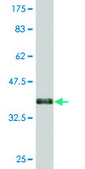Monoclonal Anti-HLA-DQA1 antibody produced in mouse clone 1A3, purified immunoglobulin, buffered aqueous solution