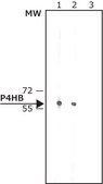 Anti-Protein Disulfide Isomerase antibody produced in rabbit IgG fraction of antiserum, buffered aqueous solution