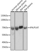 Anti-tPA/PLAT antibody produced in rabbit