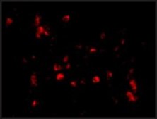 Anti-Cathelicidin antibody produced in rabbit affinity isolated antibody, buffered aqueous solution