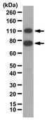 Anti-NF-E2-related factor 2 Antibody from rabbit, purified by affinity chromatography