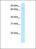 Anti-SV2A antibody produced in rabbit affinity isolated antibody