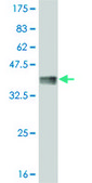 Monoclonal Anti-MYBL2, (C-terminal) antibody produced in mouse clone 1C7, purified immunoglobulin, buffered aqueous solution