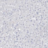 Anti-FLG antibody produced in rabbit Prestige Antibodies® Powered by Atlas Antibodies, affinity isolated antibody, buffered aqueous glycerol solution, ab3