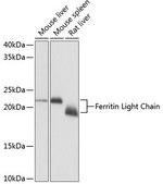 Anti-Ferritin Light Chain antibody produced in rabbit