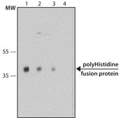聚组氨酸单克隆抗体 小鼠抗 clone HIS-1, purified immunoglobulin