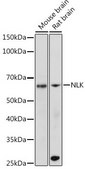 Anti-NLK antibody produced in rabbit