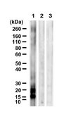 Anti-Ubiquitin Lys63 Antibody, clone HWA4C4 ZooMAb® Mouse Monoclonal recombinant, expressed in HEK 293 cells