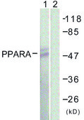 Anti-PPAR-α antibody produced in rabbit affinity isolated antibody