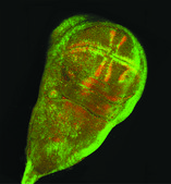 单克隆抗-MAP 激酶，活化（二磷酸化 ERK-1&amp;2） 小鼠抗 clone MAPK-YT, ascites fluid