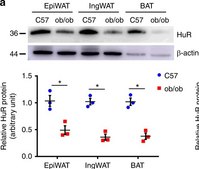 Anti-HuR Antibody Upstate®, from rabbit