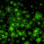 Kidney PTEC MDR1 KnockoutCells [MDR1 knock out (-/-)]