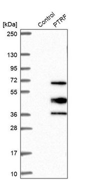 Anti-PTRF antibody produced in rabbit Prestige Antibodies® Powered by Atlas Antibodies, affinity isolated antibody, buffered aqueous glycerol solution