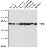 Anti-VDAC1 antibody produced in rabbit
