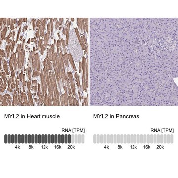 Anti-MYL2 antibody produced in rabbit Prestige Antibodies® Powered by Atlas Antibodies, affinity isolated antibody, buffered aqueous glycerol solution