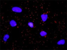 Monoclonal Anti-GSK3B antibody produced in mouse clone 1H3, purified immunoglobulin, buffered aqueous solution