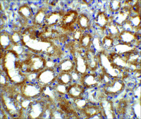 Anti-GFRα3 antibody produced in rabbit IgG fraction of antiserum, buffered aqueous solution