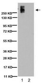 Anti-Ki-67 Antibody, clone Ki-S5 clone Ki-S5, Chemicon®, from mouse