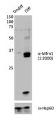 Anti-Mitoferrin-1/Mfrn1 Antibody serum, from rabbit