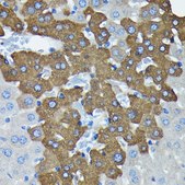 Anti-Argonaute-2 antibody produced in rabbit