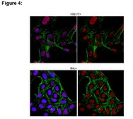 ChIPAb+ JHDM1B抗体 from rabbit, purified by affinity chromatography