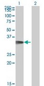 Monoclonal Anti-CDK5R1 antibody produced in mouse clone 4G11, purified immunoglobulin, buffered aqueous solution