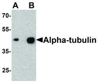 Anti-ALPHA-TUBULIN antibody produced in rabbit affinity isolated antibody