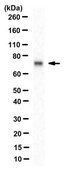 Anti-Itk Antibody, clone 2F12 clone 2F12, from mouse