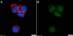 Anti-Cyclin E Antibody, clone 1C7 ZooMAb® Rabbit Monoclonal recombinant, expressed in HEK 293 cells